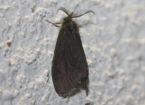 Réf. 106 406 : Oiketicinae inconnu