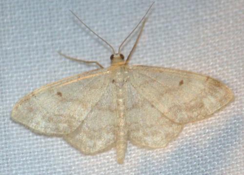 Réf. 106 686 : Idaea biselata