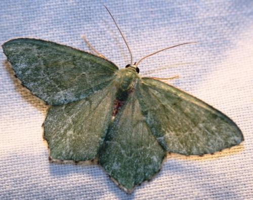 Réf. 106 454 : Hemithea aestivaria