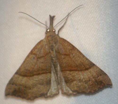 Hypena proboscidalis