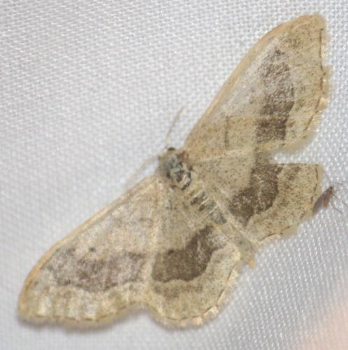 Idaea aversata