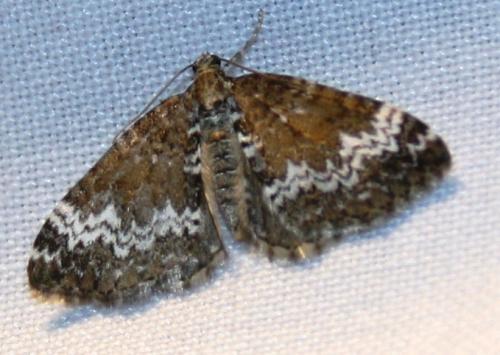 Réf. 106 750 : Perizoma alchemillata