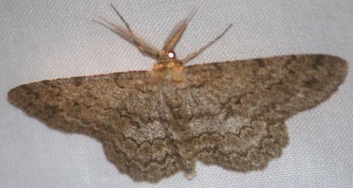 Réf. 106 754 : Hypomecis punctinalis