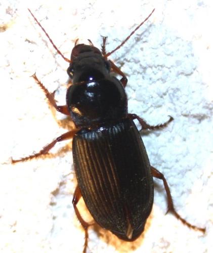 Pseudoophonus rufipes