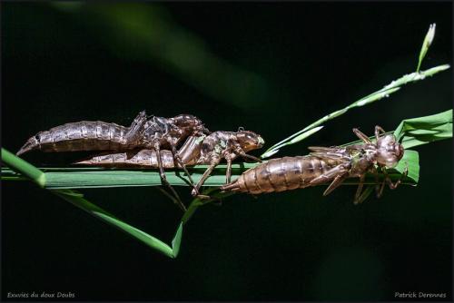 Aeshna cyanea