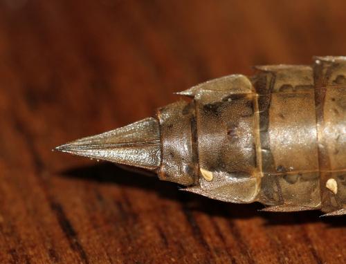 Aeshna cyanea