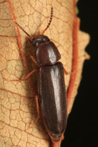 Rushia parreyssii