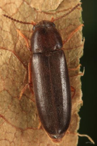 Réf. 106 168 : Rushia parreyssii