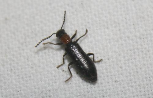 Tillus elongatus
