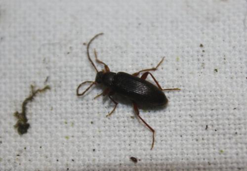 Allecula morio