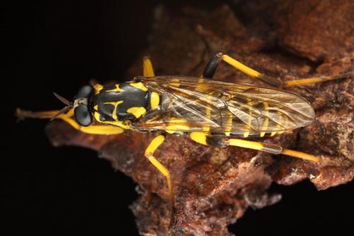 Réf. 106 225 : Xylomya maculata