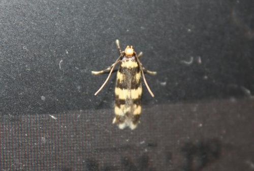 Oegoconia sp.