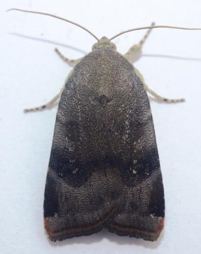 Noctua sp.