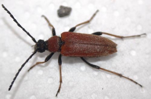Stictoleptura rubra