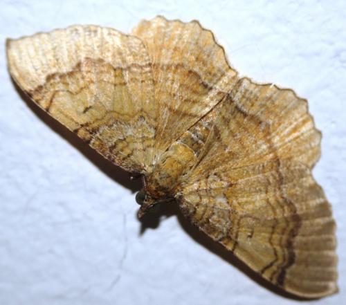 Camptogramma bilineata