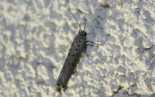 Yponomeuta sedella