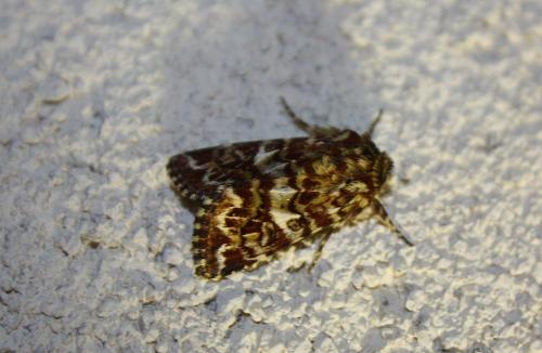 Réf. 106 123 : Anarta myrtilli