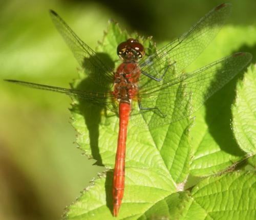Sympetrum sanguineum