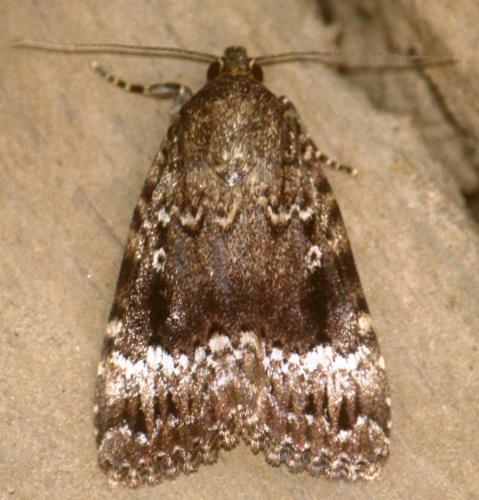Amphipyra pyramidea