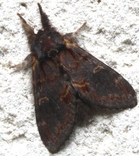 Notodonta dromedarius