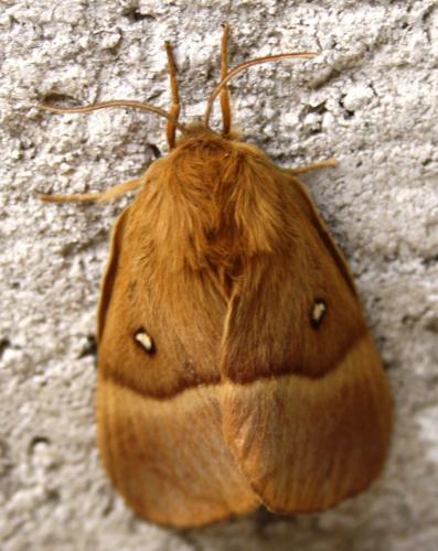 Réf. 106 938 : Lasiocampa quercus