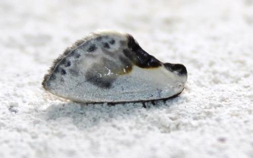 Cilix glaucata