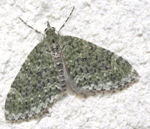 Acasis viretata