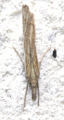 Agriphila inquinatella