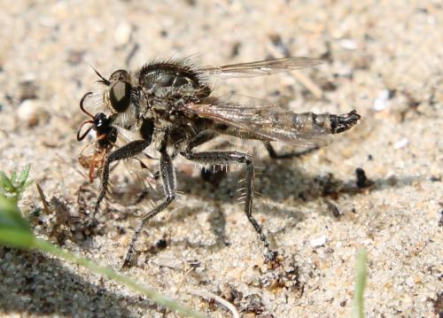 Réf. 106 157 : Dysmachus sp.