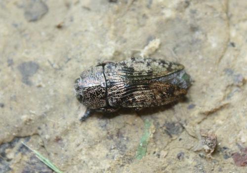 Réf. 106 420 : Poecilonota variolosa