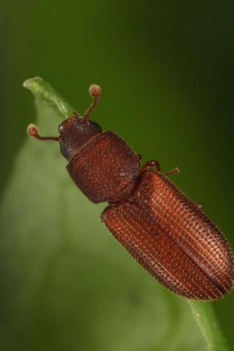 Réf. 106 842 : Synchita mediolanensis
