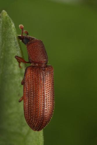 Synchita mediolanensis
