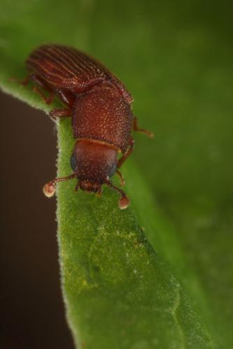 Synchita mediolanensis