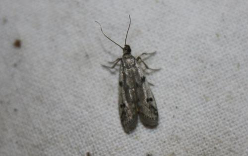Phycitodes binaevella