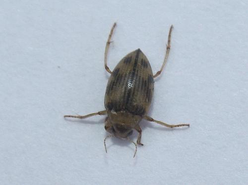 Haliplus sp.