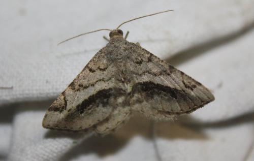 Réf. 106 718 : Chiasmia aestimaria