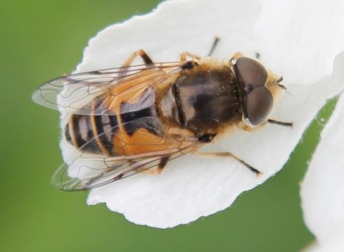 Eristalis arbustorum
