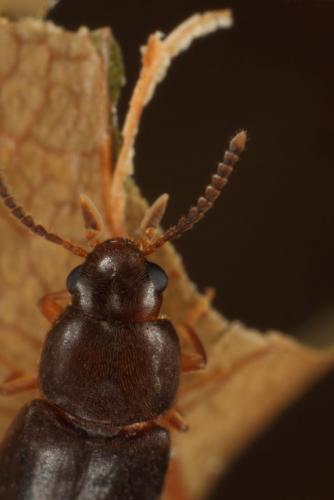 Rushia parreyssii