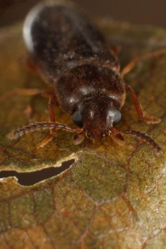 Réf. 106 170 : Rushia parreyssii