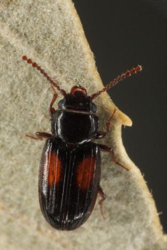 Laemophloeus nigricollis