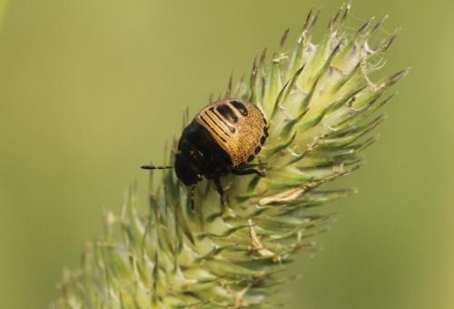 Réf. 106 732 : Eurygaster testudinaria