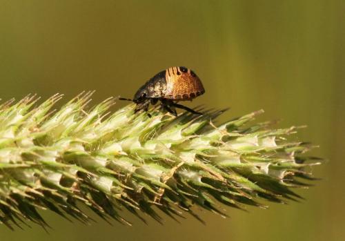 Eurygaster testudinaria