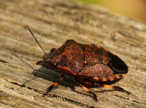 Rhacognathus punctatus