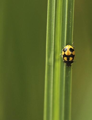 Coccinella hieroglyphica