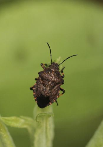Rhacognathus punctatus