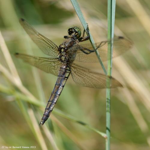 Orthetrum cancellatum