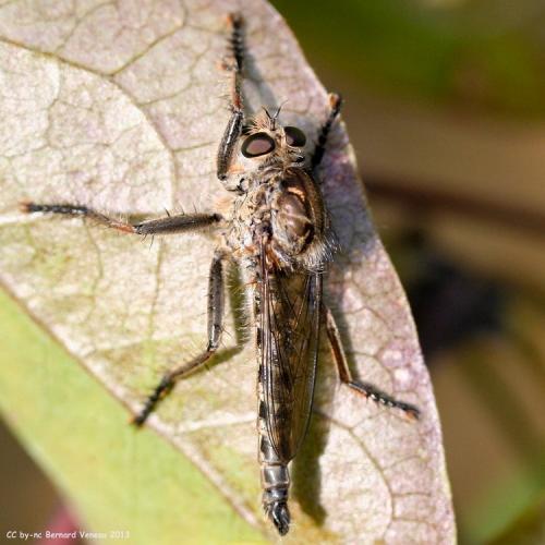 Réf. 106 764 : Machimus fimbriatus