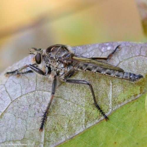 Réf. 106 977 : Machimus fimbriatus