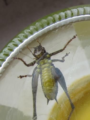 Pholidoptera griseoaptera