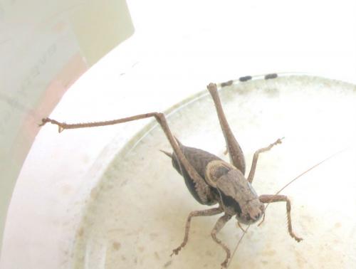 Pholidoptera griseoaptera